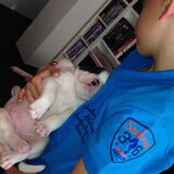 Foto van Claudia & Dice  (American Bulldog)