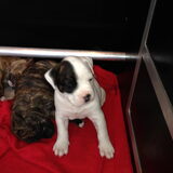 Foto van Claudia & Dice  (American Bulldog)