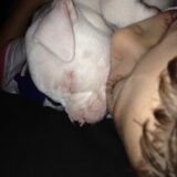 Foto van Claudia & Dice  (American Bulldog)