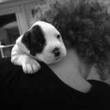 Krullie met haar liefde Dice