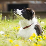 Foto van Bugs      **Taz**