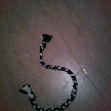 Foto van * Baasje Buddie met Anne*