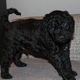 Black 3 weken oud!