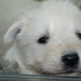 Foto van Beautiful white angel
