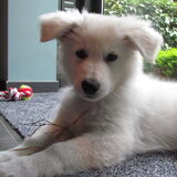 Foto van Beautiful white angel