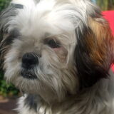Kyra is een hele lieve hond die goed luistert