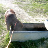 White Cliffs of Dover, luxe overal drinkbakken voor de honden.