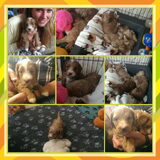 Puppyknuffel collage 1
