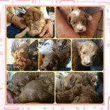 Puppyknuffel collage 2