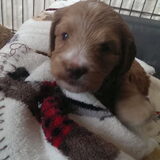 Puppy zwart wit streep