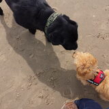 Foto van Inge, baasje van Gina, Flynn en Wobbe