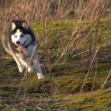 Rennen in de duinen