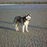 Laica op het strand
