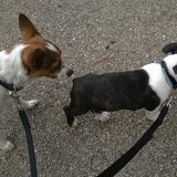 Foto van Romeo en Rocky