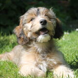 Toto met haar honden lachje