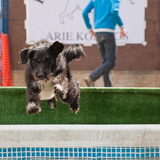 Dog Diving