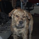 max en op de bank lex onze andere hond