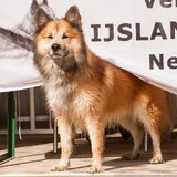 Foto van De Mecheltjes clan