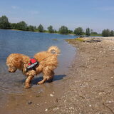 Foto van Inge, baasje van Gina, Flynn en Wobbe