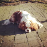 Juky van de zon aan het genieten!