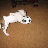spelen met de bal
