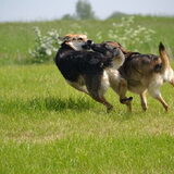 Foto van Lisanne, Misha, Tessa&Arrow