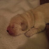 wat een droppie