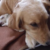lief he