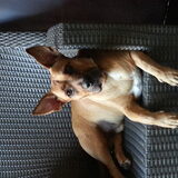 Dit is oscar nu.