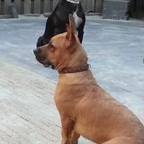 Oscar maar we noemen hem ozzy. Hij was pleeg bij ons maar kwam na drie…