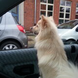 luna wil en gaat overal mee naar toe.Maar in de auti is favoriet!!