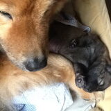 Eurasier met pup
