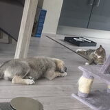 Hij weet heel goed dat hij de katten met rust moet laten... Ook al is…