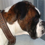 onze trouwe vriend boxer (overleden 6 mei 2014)