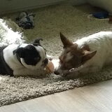 Foto van Romeo en Rocky