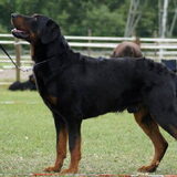 Horatio