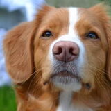 Foto van Sigrid, Sandy, Diva & Nala