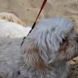 Foto van Sigrid, Sandy, Diva & Nala