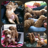 Puppyknuffel collage