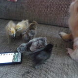 telefoon is ook interessant
