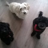 Onze 3 honden. Lucky, Blacky en Simba!