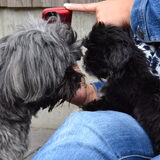 Tashi en ziva