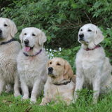 Foto van Golden Girls