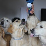Foto van Golden Girls