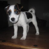 Bice als pup.