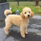 Foto van Inge, baasje van Gina, Flynn en Wobbe