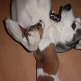 Spelee (L)