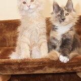 Hunter & Mystic 13.5 weken
