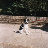 Terry als pup.. zo'n 14 jaar terug