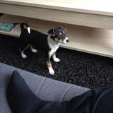 Onze mooie dame wordt groot, Jessy 13 weken